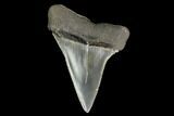 Fossil Mako Shark Tooth - South Carolina #142307-1